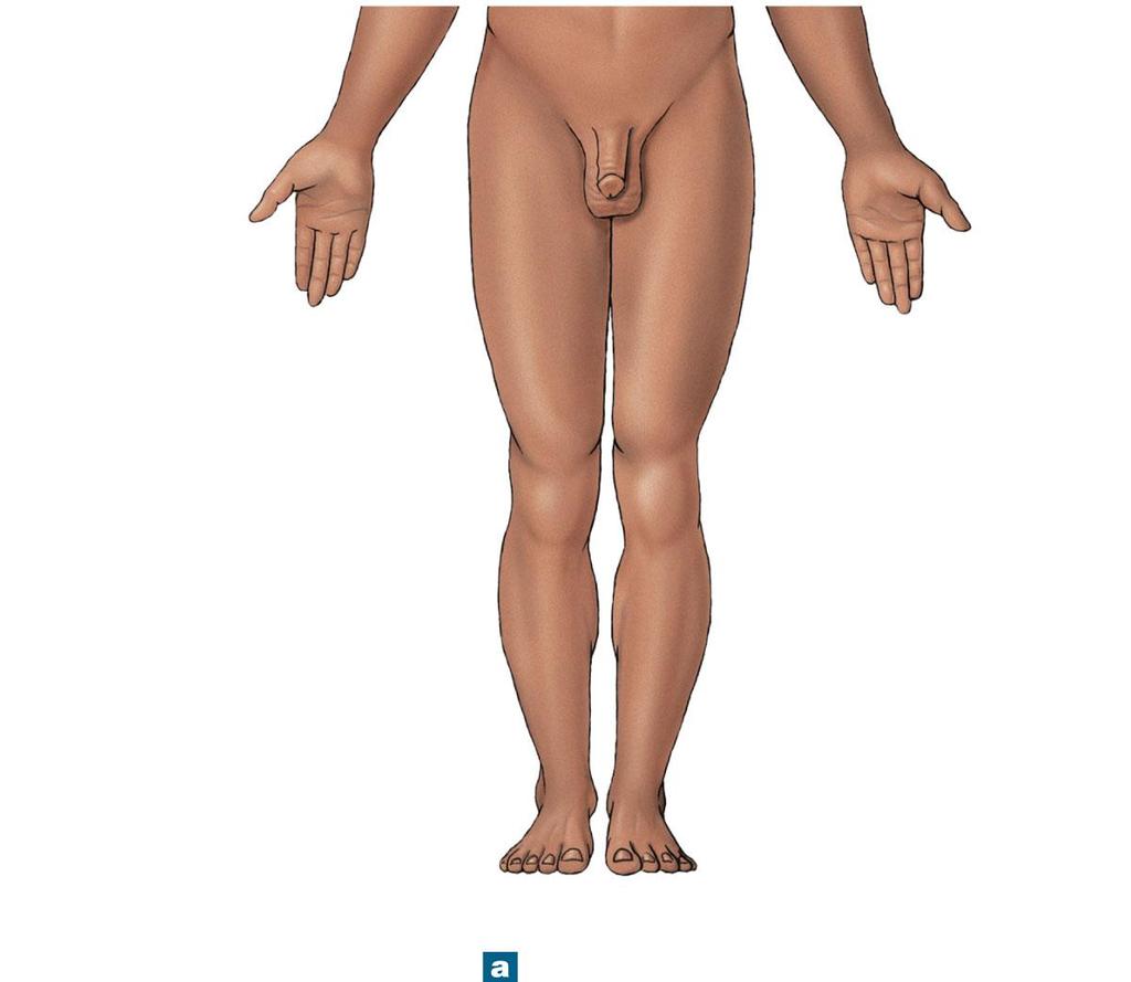 Figure 1-5a Anatomical Landmarks Antebrachial or forearm Pelvic (pelvis) Trunk Carpal or wrist Palmar or palm Manual or hand Pollex or thumb Digits (phalanges) or fingers (digital or phalangeal)