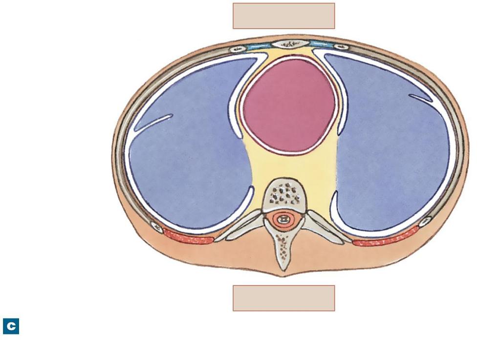 Figure 1-10c The Ventral Body Cavity and Its Subdivisions ANTERIOR Pericardial cavity