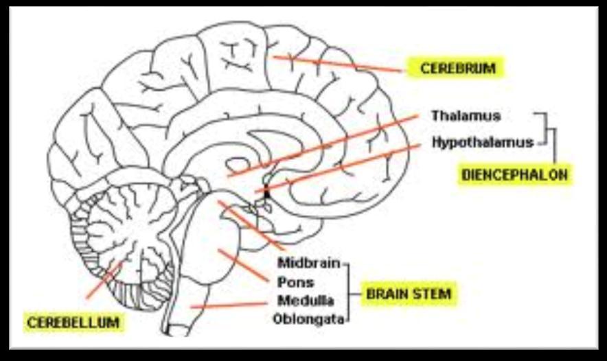 The human brain is subdivided to three major levels: 1 - the brain stem : This is the first part to develop during brain growth(so it s the oldest part ) It s the most primitive, however; NO ORGANISM