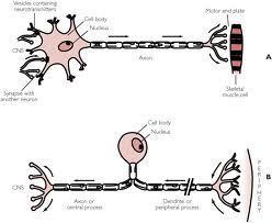 (A) is multipolar neuron (B) is unipolar neuron What are the differences in function NOT shape of these cells?