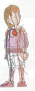 It includes Heart The HEART It is responsible for pumping blood around the body though the BLOOD