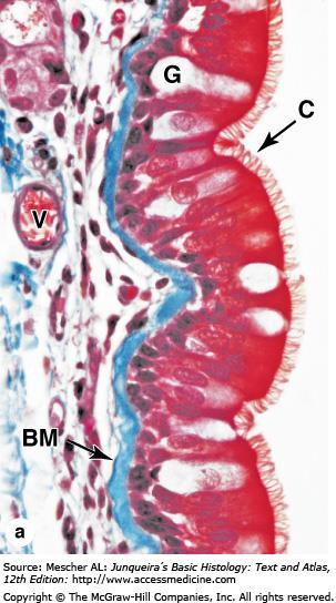 Respiratory Epithelium (a): Details of its structure vary in different regions of the respiratory tract, but it usually rests on a very thick basement membrane (BM) and has several cell types, some