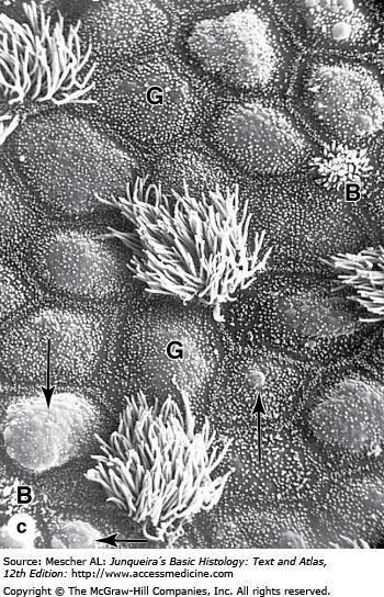 Respiratory Epithelium (c): As shown by SEM of another region, goblet cells (G) predominate in some areas, with subsurface accumulations of mucus evident in some (arrows).