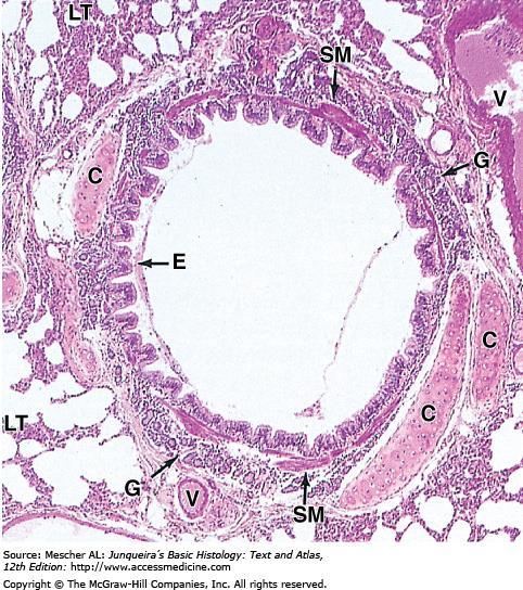 Tertiary (segmental) bronchus In a cross-section of a large bronchus the lining of respiratory epithelium (E) and the mucosa are folded due to contraction of its smooth muscle (SM).