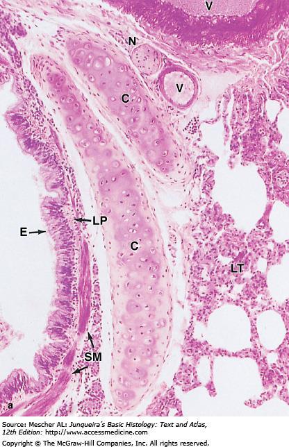 (a): A higher power view of the bronchus shows the epithelium (E) of mainly pseudostratified ciliated columnar cells with a few goblet cells.