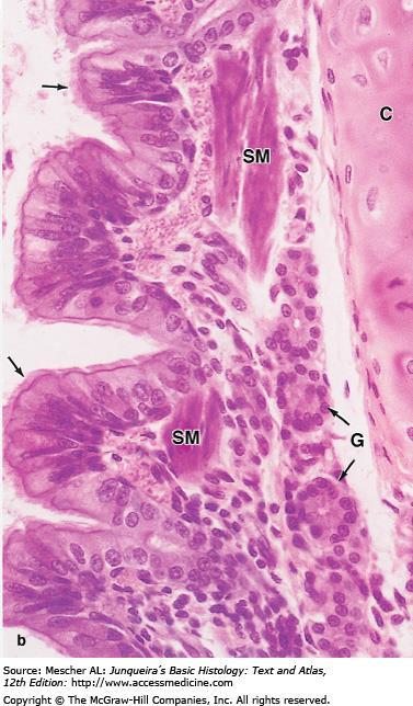 (b): This micrograph shows the epithelium of a smaller bronchus, in which the epithelium is primarily of columnar cells with cilia (arrows),