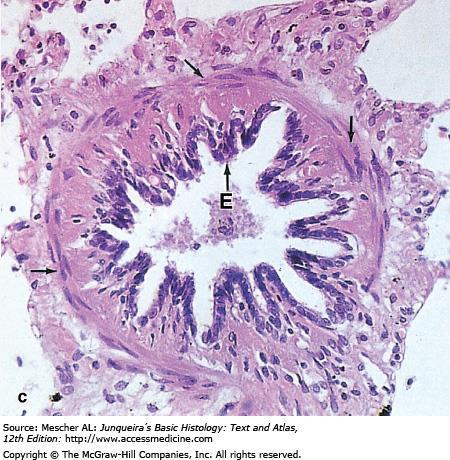 (c): In very small bronchioles the epithelium (E) is reduced to simple low columnar and the several