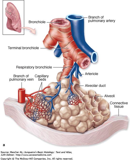 Terminal bronchioles (a): Diagram shows the branching relationship, as well as the pulmonary blood vessels that travel with the