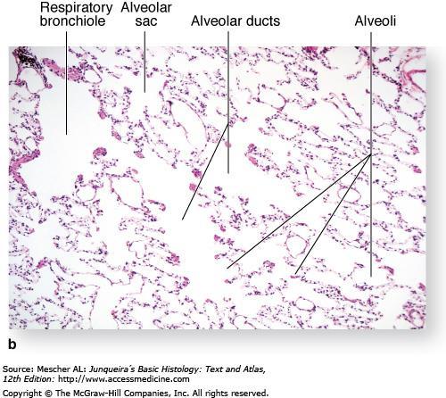 Terminal bronchioles (b):the micrograph shows the