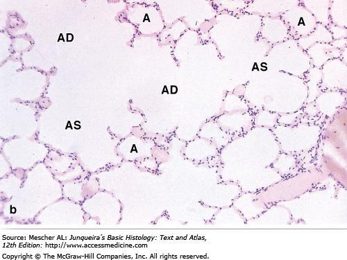 Respiratory bronchioles, alveolar ducts, and alveoli (b): Higher magnification shows the relationship of the many rounded, thinwalled alveoli (A) to alveolar ducts (AD).