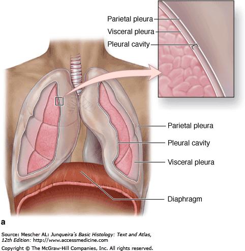 The pleura are serous membranes (serosa) associated with each lung and thoracic cavity.