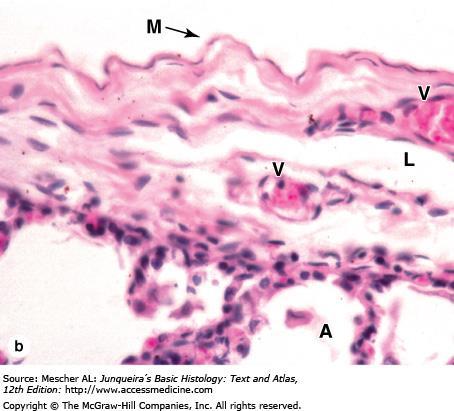 (b): Both layers are similar histogically and consist of a simple squamous mesothelium (M) on a thin layer of connective tissue, as shown here for visceral