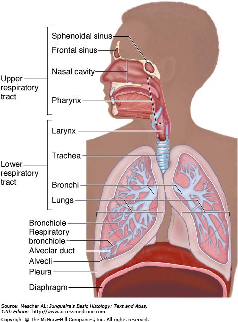 Anatomically, the respiratory tract has upper and lower parts.