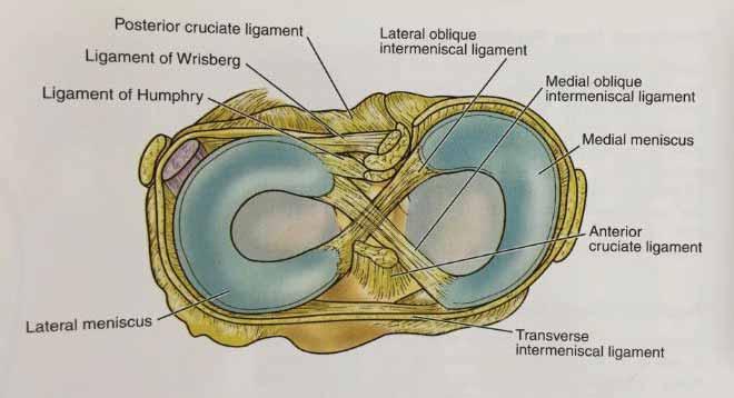 Two semilunar fibrocartilaginous wedges - Medial: Semicircular - Lateral: Circular (Cshaped) - Medial >