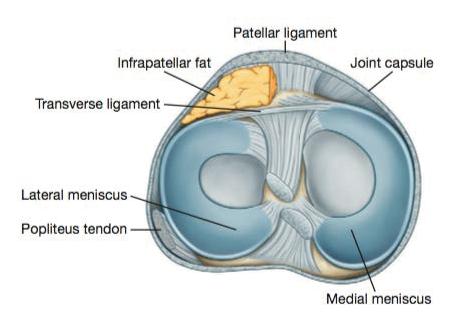 Meniscal Tears: Take Home Points! Not all meniscal tears require surgery!