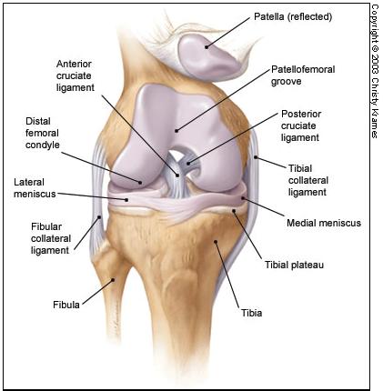 Knee: Bony Anatomy Bones of the Knee Joint - Femur - Tibia - Patella - Fibula Major