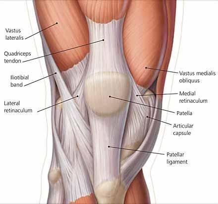 Muscles Knee: Muscles/Tendons - Quadriceps