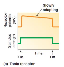 TONIC RECEPTORS Tonic Receptors are slowly adapting receptors that respond rapidly when first activated, then slow down and maintain their response (over many hours or even days). E.g.: Baroreceptors, pain receptors, chemoreceptors and proprioceptors (golgi tendon organs and muscle spindle).
