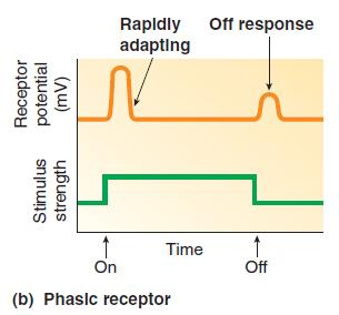 PHASIC RECEPTORS Phasic receptors are rapidly adapting. They respond when they first receive a stimulus but stop responding if the strength of the stimulus remains constant. E.g. many tactile receptors in the skin.