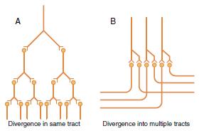 DIVERGENCE When weak signals entering a neuronal pool excite a larger number of nerve fibers, it is called Divergence. It can be of 2 types: 1. AMPLIFYING DIVERGENCE (within the same tract) (Fig.