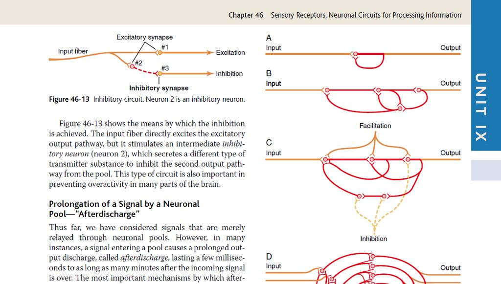 Neuronal circuits with both Excitatory & Inhibitory Output Signals The input signal stimulates one neuron and inhibits another