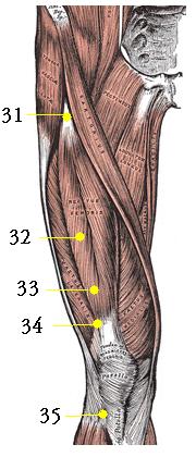Additional Stomach Point Indications Tight or Hard to stretch Knee St 31 Knee Pain that s worse in Winter St 32 Cold Knee