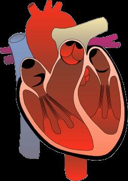 16. On the heart diagram put in the following parts: right ventricle,