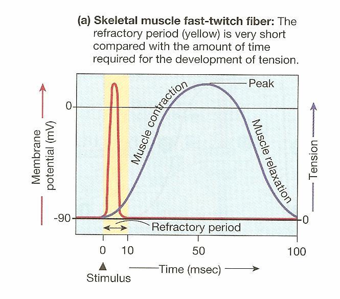 3. Increased length of refractory period - Longer A.P.