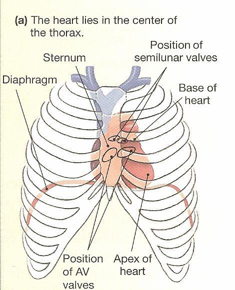 - Parasympathetic stimulation of pacemaker cells decrease heart rate > Acetylcholine (ACh) activates