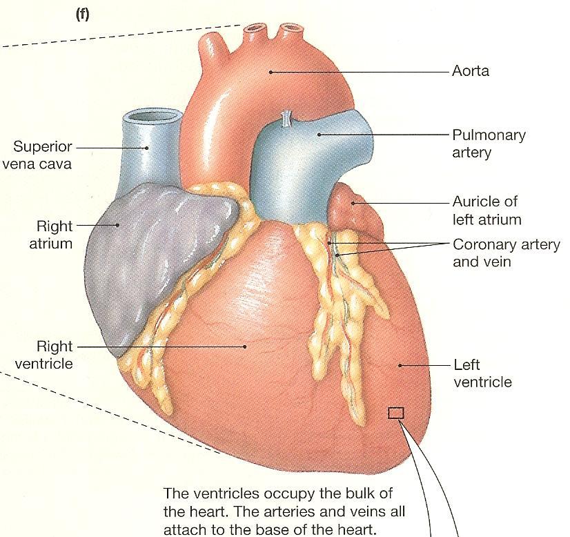Anatomy (1) General Information - Heart is found at the center of thoracic cavity - Pointed apex of heart