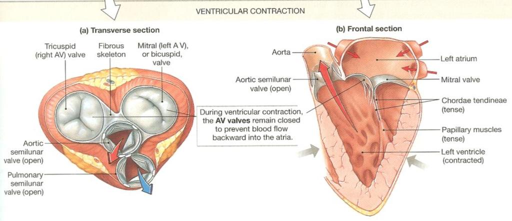 being pushed back into atrium; prolapse) > Chordae tendineae connect to papillary muscles in ventricular chamber to provide stability [Neither Chordae or Papillary muscles open/close the AV valves]