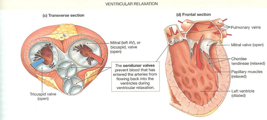 (4) Blood flow Right Atrium Tricuspid Valve Right