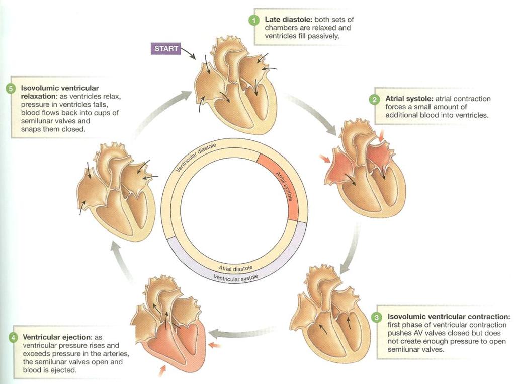 (5) Contractions Diastole: Time during cardiac muscles relaxes Systole: Time during which muscle is contracting [Contractions of Atria and ventricles do not contract and relax at same time] a.