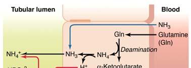 ph regulation Acid Secretion (Eckert 14-17) CO 2 via lungs, H + via