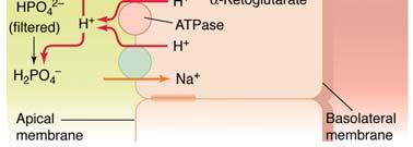 loop of henle: Na + /H + antiporter (driven by Na/K-ATPase) proton