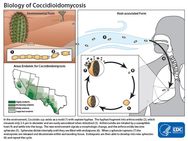 Coccidioidomycosis Life Cycle