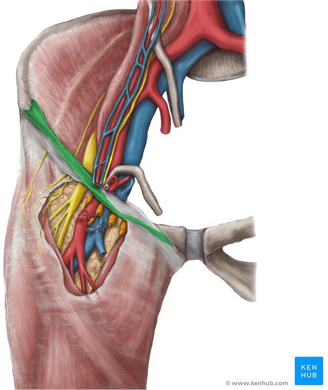 The inguinal ligament is a band running from the pubic tubercle to the anterior superior