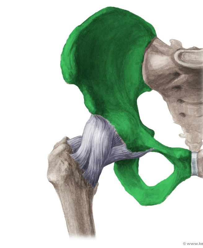 Hip Bone Made up of 3 bones: 1) Ilium (flat), superior in position 2) Ischium