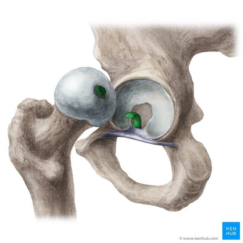 The fovea capitis is an ovoid depression of the femoral head, and gives attachment to the ligament of head of