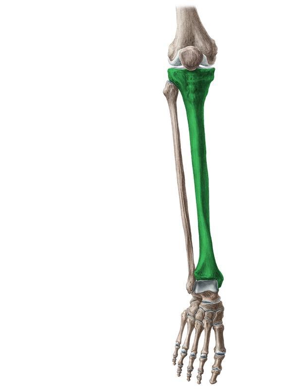 Tibia Located