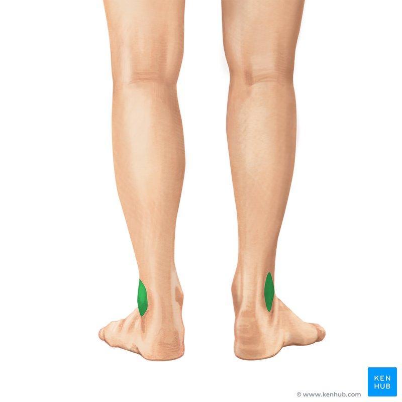 Fibula The lateral bone of the leg Slender bone, smaller than tibia: