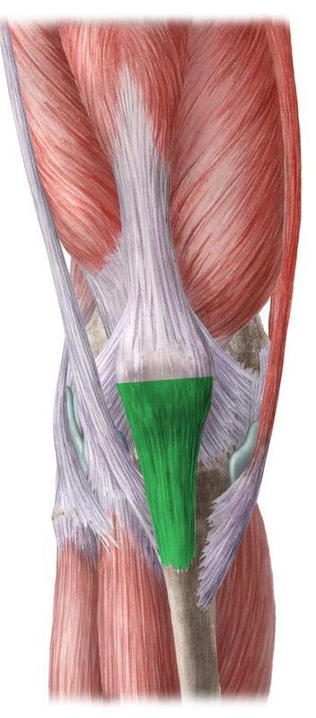 patellar ligament Patella Known as the kneecap Is triangular Articulates with the femur Covers and protects the
