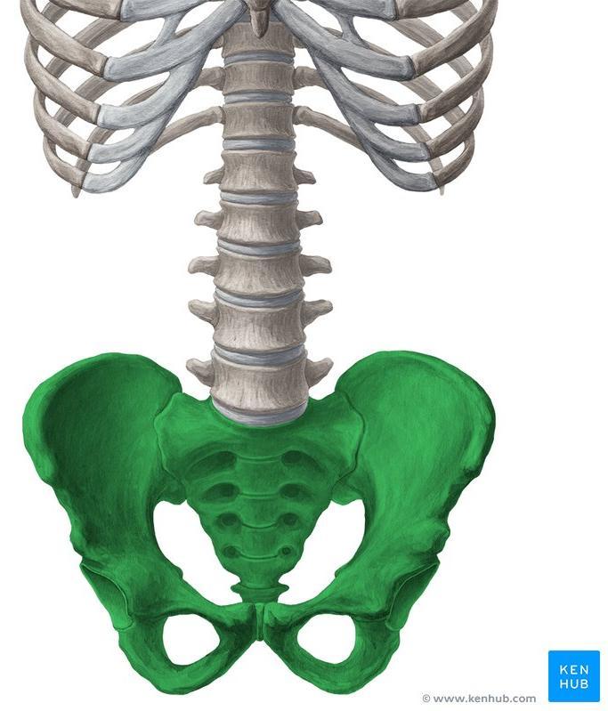 Medial surface of hip bone Inner Pelvic Anteromedial Lateral