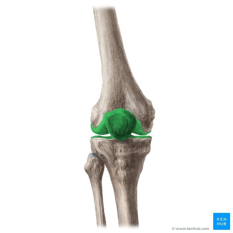 The knee joint consists of two joints: 1- between the femur and tibia