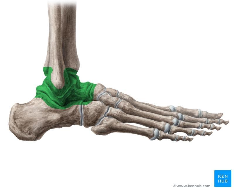 The ankle joint is the joint between the