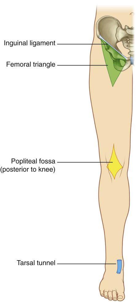 The femoral triangle The popliteal fossa The posteromedial side of the ankle (Tarsal tunnel) are important areas of transition through which structures pass between regions The femoral triangle is a