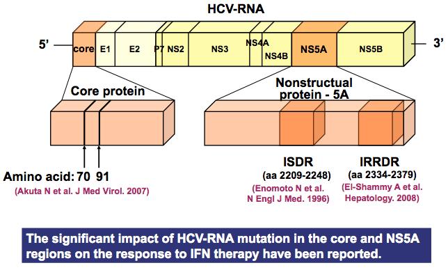 Does mutation in HCV genomic RNA impacts IFN sensitivity?