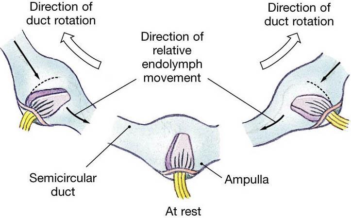 The semicircular canals detect turning movements of the head, in particular angular