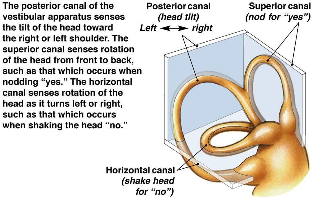 edu Semicircular canals are paired with another on the opposite side of the head.