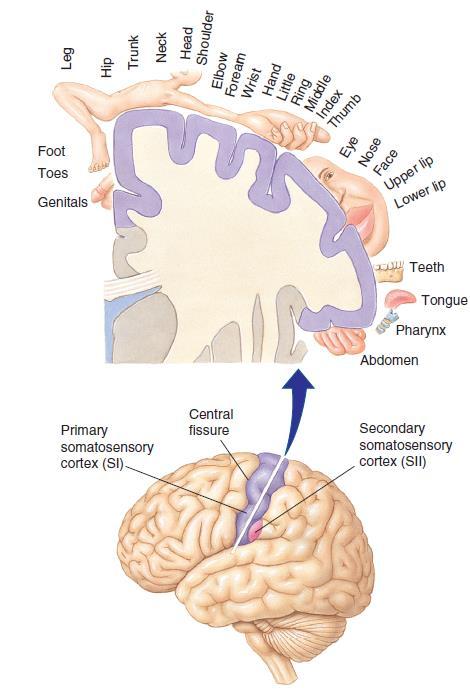 Primary Somatosensory Cortex Primary somatosensory cortex (SI) is located in the postcentral gyrus. Input is largely contralateral.